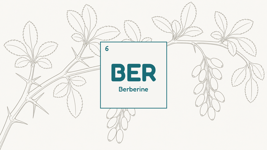 Botanical line study of a barberry branch with thorns and berries, beside the BER compound tile for berberine