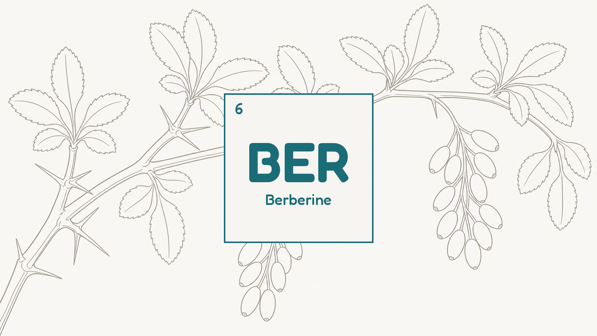 Botanical line study of a barberry branch with thorns and berries, beside the BER compound tile for berberine