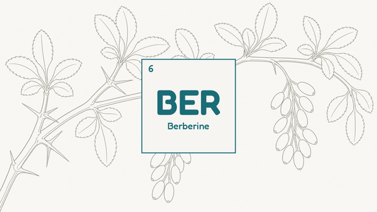 Botanical line study of a barberry branch with thorns and berries, beside the BER compound tile for berberine