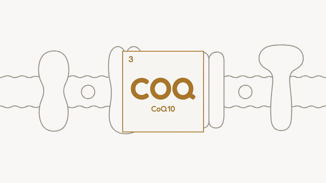 Line diagram of the inner mitochondrial membrane with four embedded electron transport complexes, beside the COQ compound tile for CoQ10