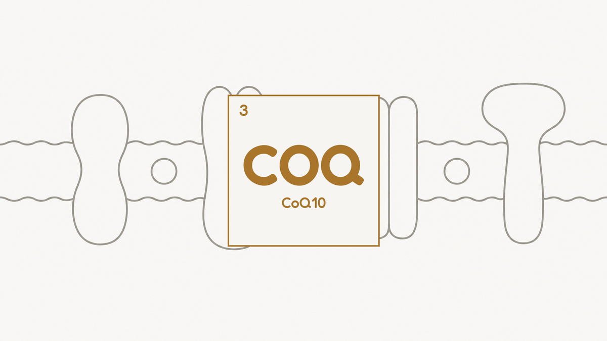 Line diagram of the inner mitochondrial membrane with four embedded electron transport complexes, beside the COQ compound tile for CoQ10