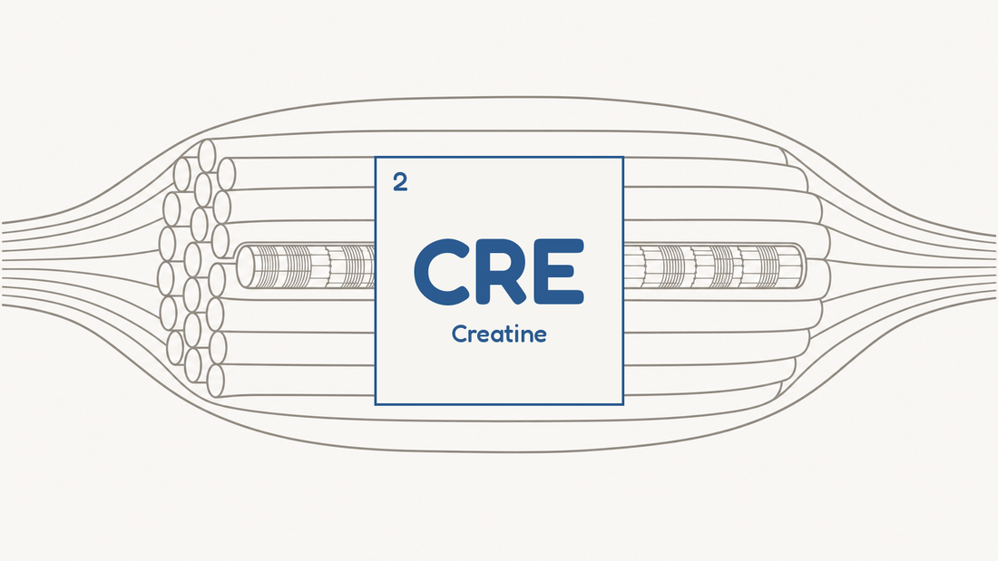 Line diagram of skeletal muscle fibres with visible sarcomere striations, beside the CRE compound tile for creatine