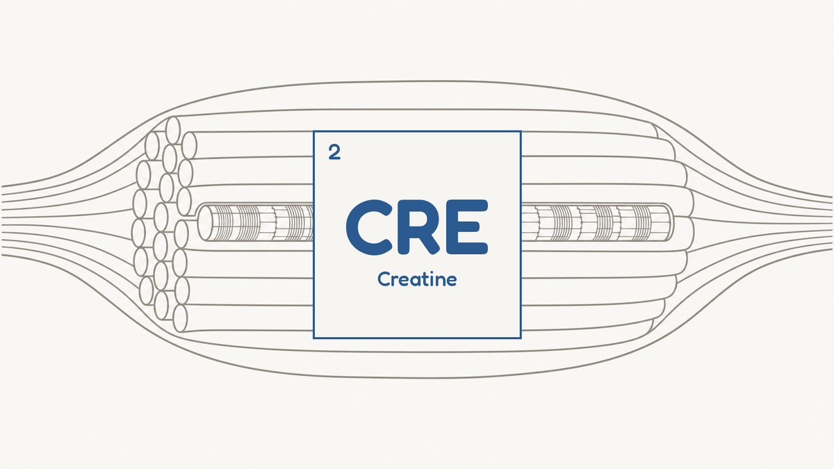 Line diagram of skeletal muscle fibres with visible sarcomere striations, beside the CRE compound tile for creatine
