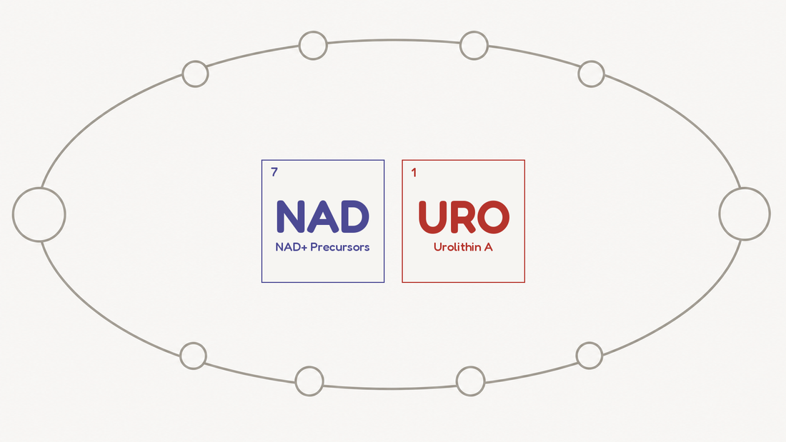 Line diagram of a redox cycle carrying electrons between two states, beside the NAD and URO compound tiles