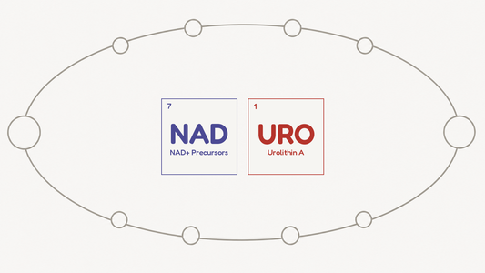 Line diagram of a redox cycle carrying electrons between two states, beside the NAD and URO compound tiles