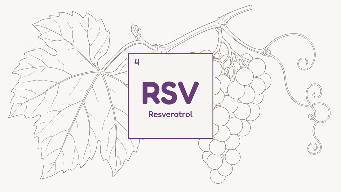 Botanical line study of a grape vine leaf and fruit cluster, beside the RSV compound tile for resveratrol