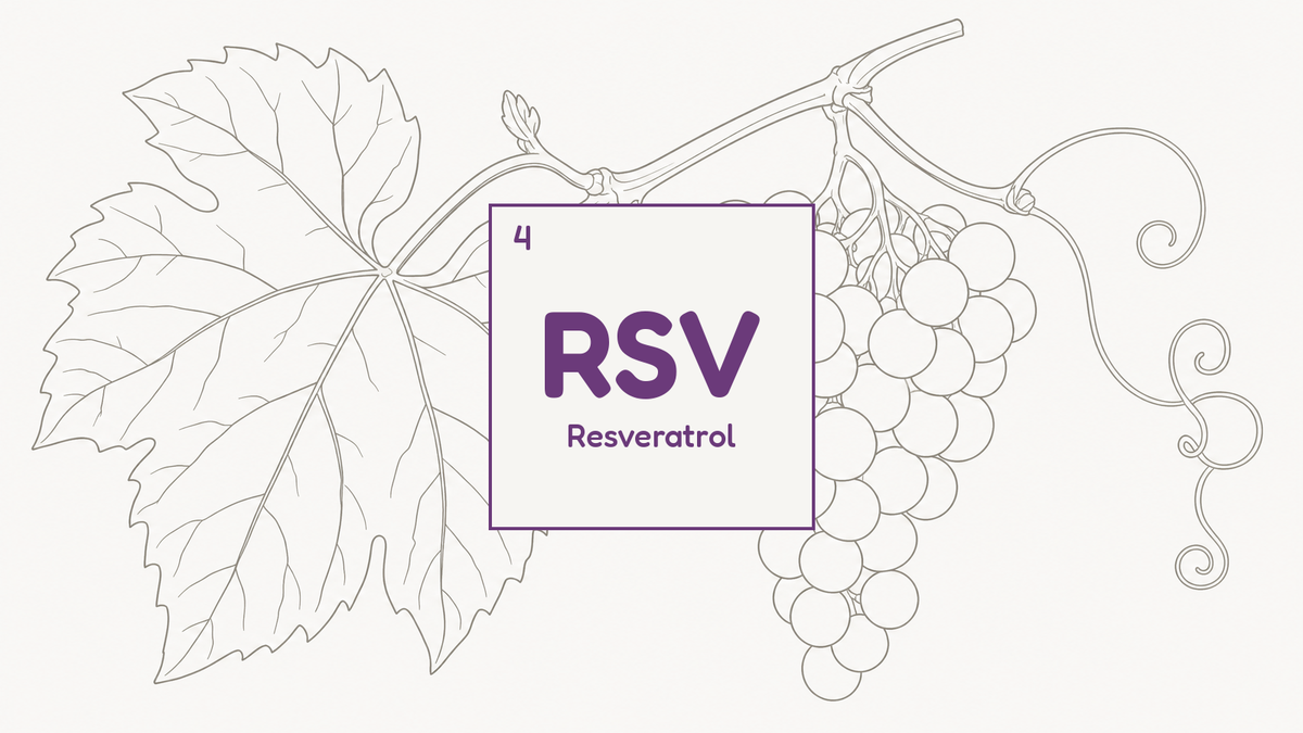Botanical line study of a grape vine leaf and fruit cluster, beside the RSV compound tile for resveratrol