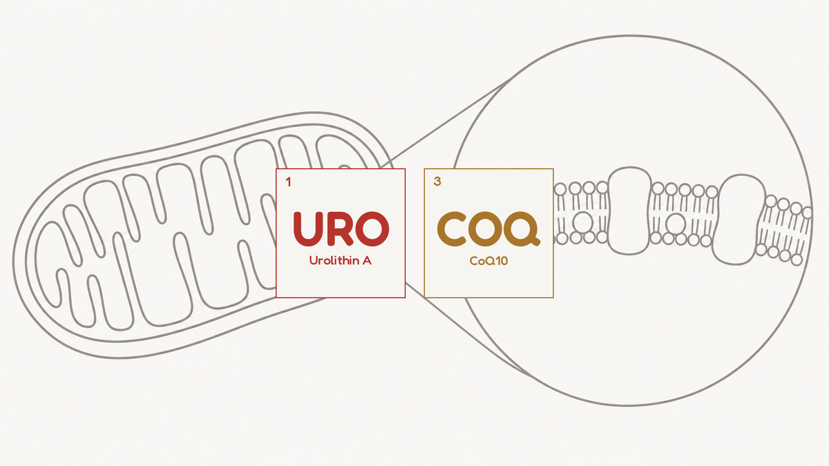 Line diagram of a mitochondrion with a magnified detail of the inner membrane, beside the URO and COQ compound tiles