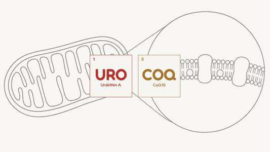Line diagram of a mitochondrion with a magnified detail of the inner membrane, beside the URO and COQ compound tiles