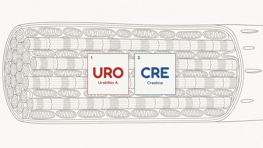 Line diagram of a skeletal muscle fibre packed with mitochondria, beside the URO and CRE compound tiles