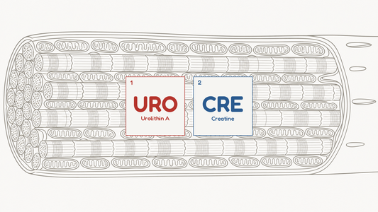 Line diagram of a skeletal muscle fibre packed with mitochondria, beside the URO and CRE compound tiles