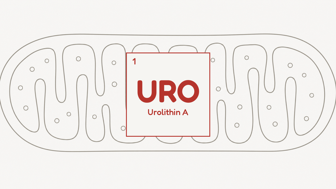 Line diagram of a mitochondrion with folded inner cristae, beside the URO compound tile for urolithin A