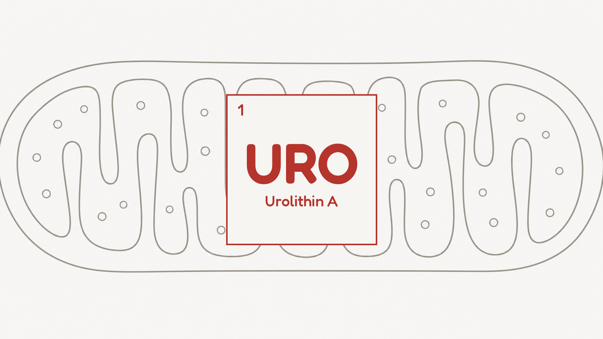 Line diagram of a mitochondrion with folded inner cristae, beside the URO compound tile for urolithin A